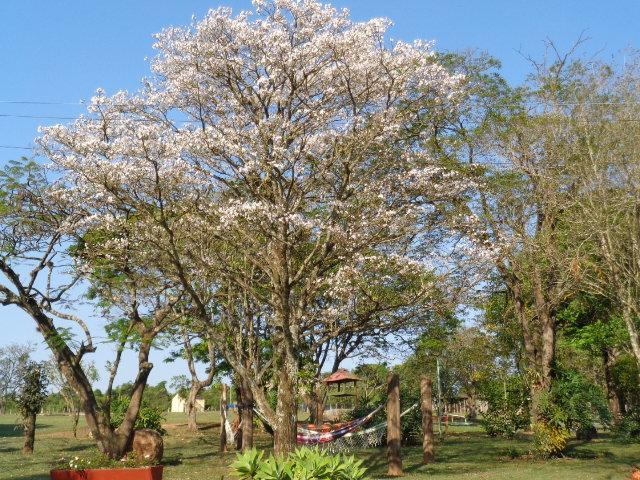 Pousada Fazenda Buracao Mococa Eksteriør bilde